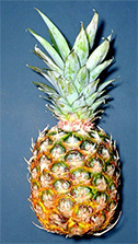 Hak5 Pineapple